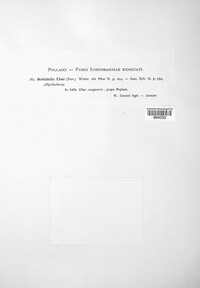 Dothidella ulmi image